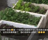 柑橘鳥嘴壺種植技術_剝皮柑種植技術和管理