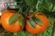 日本柑橘最新品種麗紅_麗紅柑橘與沃柑哪個甜