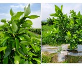 柑橘抹芽種植技術(shù)_檸檬樹養(yǎng)殖方法是怎樣的