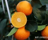 柑橘樹(shù)種植品類(lèi)，成都柑橘樹(shù)苗批發(fā)基地，如何提高柑橘的品質(zhì)？