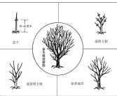 柑橘種植技術(shù)創(chuàng)新人才團隊_怎么對現(xiàn)有的柑橘樹