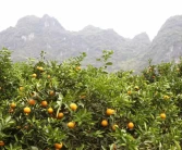 四川柑橘種植產區(qū)地圖高清_四川內江柑橘哪里最多