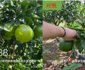 云南柑橘種植管理技術(shù)_云南普洱瀾滄地區(qū)適合種植什么水果