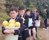 柑橘橙柚種植技術(shù)_它能與什么食材一起煲湯