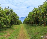 規(guī)模種植柑橘技術(shù)研究報告_柑橘種植產(chǎn)業(yè)管理制度