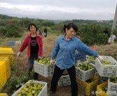 湖南柑橘種植技術(shù)和管理_湖南張家界可以種沃柑嗎