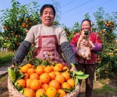 柑橘病蟲害防治最好的農藥_最適合果園的除草劑是什么