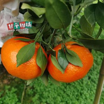 柑橘不套袋種植技術(shù)_夏天怎樣預(yù)防橘樹(shù)干旱