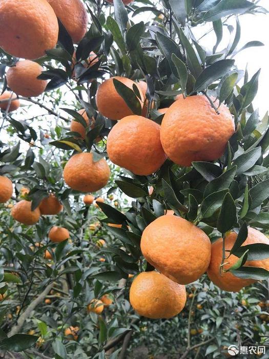 脆蜜金柑適合廣東種植嗎（脆蜜金柑適合廣東種植嗎）