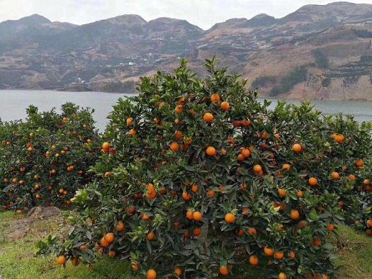 四川柑橘種植技術(shù)要求有哪些（適合四川種植柑橘品種有哪些）