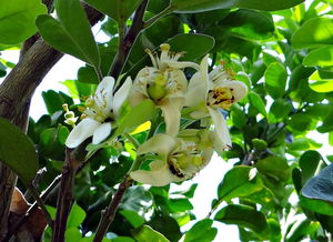 柑橘水果苗木種植技術(shù)視頻教程全集（柑橘栽培過程種關(guān)鍵技術(shù) 有哪些?）