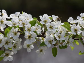 怎么栽植柑橘樹（柑橘樹栽培技術(shù)）