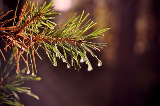 蜜桔樹種植技術(shù)管理（蜜桔種植技術(shù)與管理）