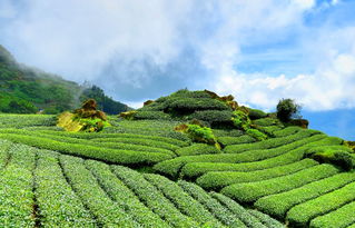 沃柑產(chǎn)地廣西哪個(gè)省市（廣西沃柑產(chǎn)地落地價(jià)格）