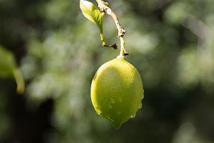 強(qiáng)柑橘保花保果藥排名（柑桔?；ū９πg(shù)）