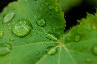 陳皮柑種植技術(shù)管理方法視頻（陳皮柑怎么種植）