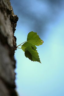 柑橘樹肥水如何管理（柑橘樹肥料）