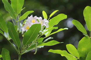 柑橘培植技術要點總結(jié)怎么寫（柑橘栽培技術要點）