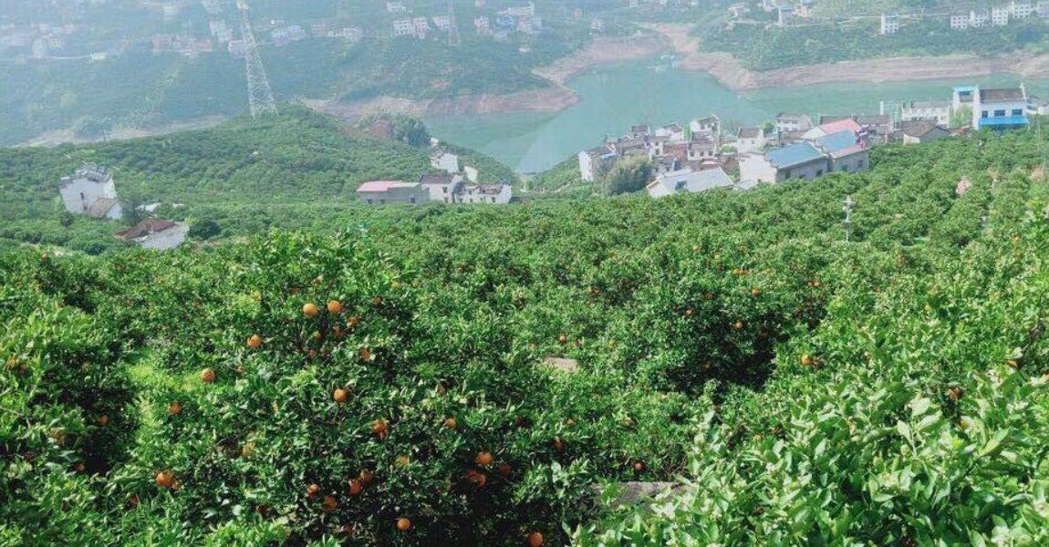 合適湖北種植的柑橘新品種_湖北房縣天氣合適種植什么果樹(shù)