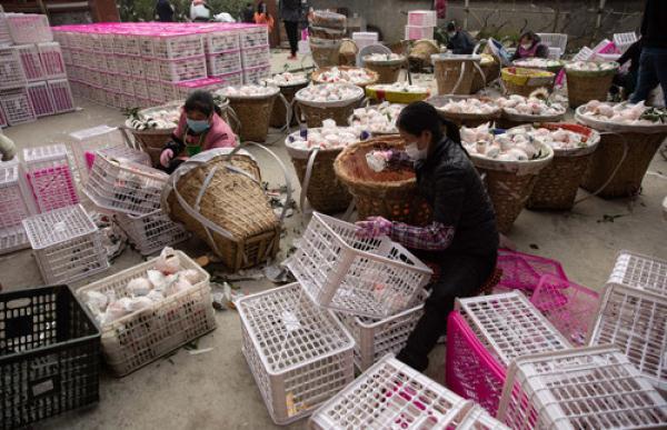 春見粑粑柑怎么挑選_種植什么比力賺錢