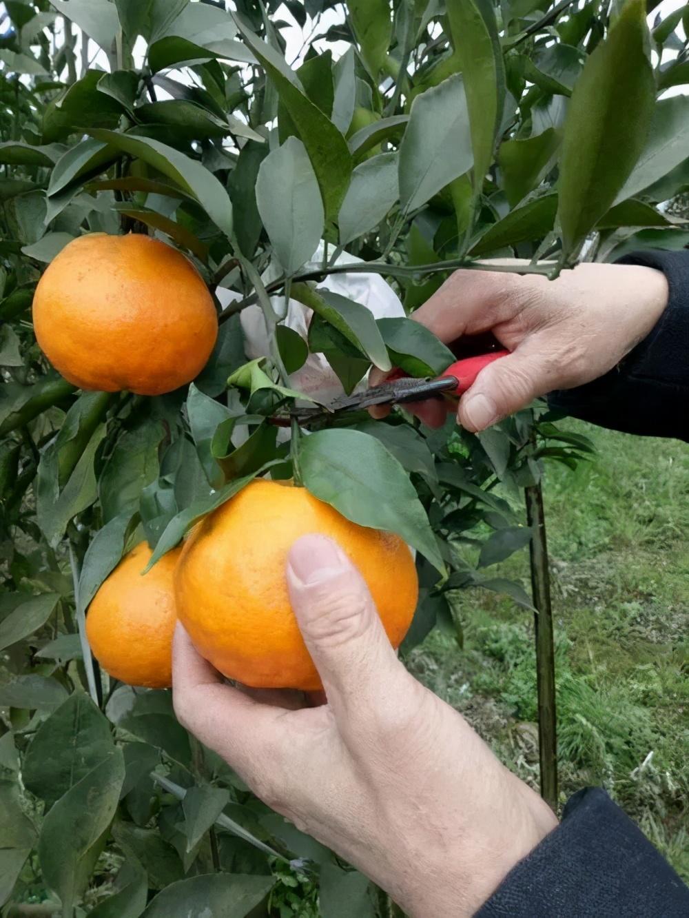 柑橘春見(jiàn)種植手藝_耙耙柑什么時(shí)候吃更好