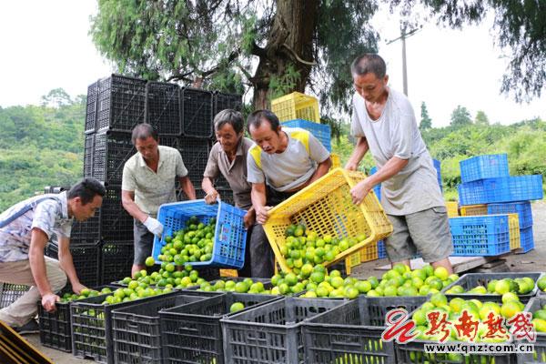 荒山種柑橘新品種明日見_二百畝荒山種植什么經(jīng)濟做物好