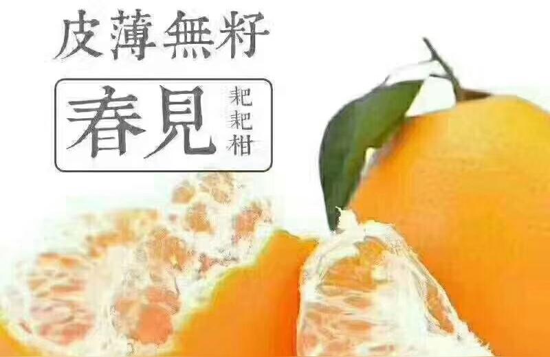 柑橘新品種金香橘_浙江金華都有哪些不克不及錯(cuò)過的美食