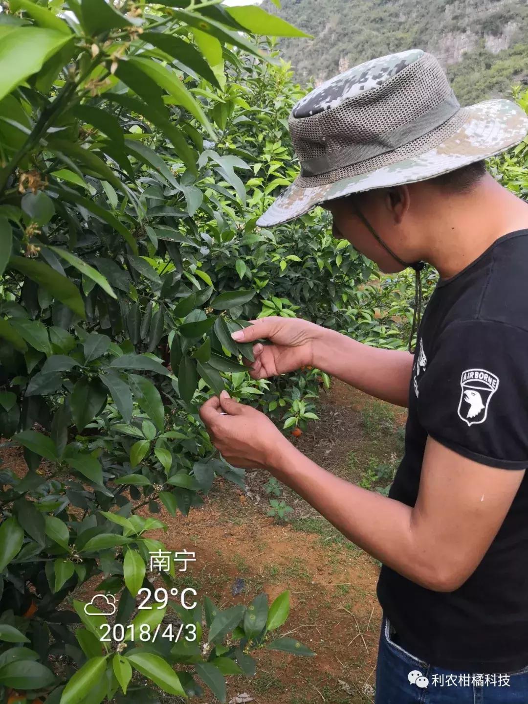 沃柑的成效與感化及禁忌和副感化圖片視頻_你覺得三農(nóng)大咖都有誰