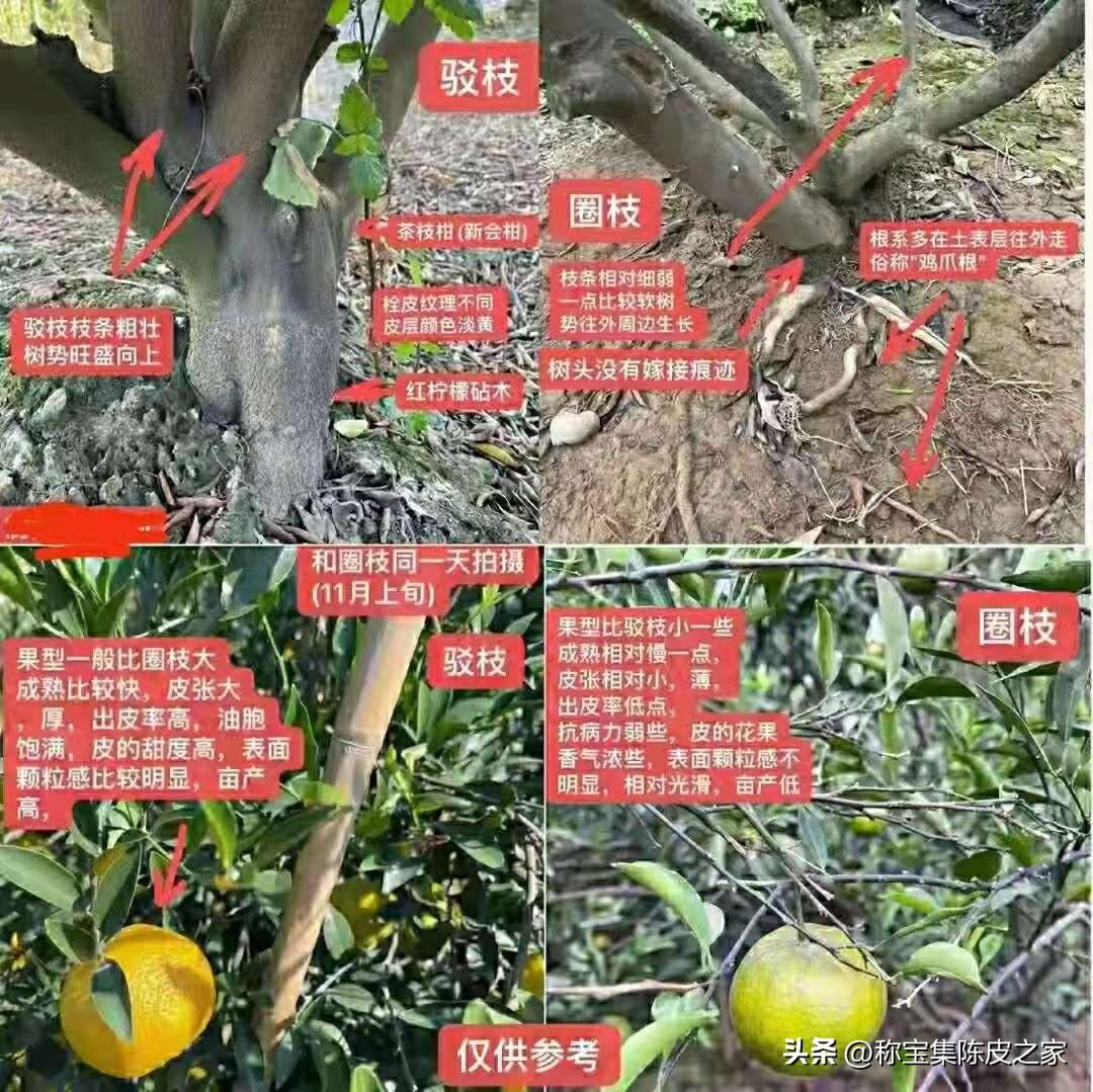 新會(huì)柑苗種培育基地批發(fā)價(jià)格_幾柑子的皮曬一斤陳皮