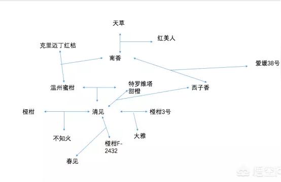 春見(jiàn)柑桔會(huì)上火嗎怎么辦_耙耙柑上火嗎