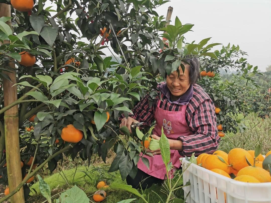 四川柑橘新品種圖片賞識_黃美人柑橘耐寒嗎