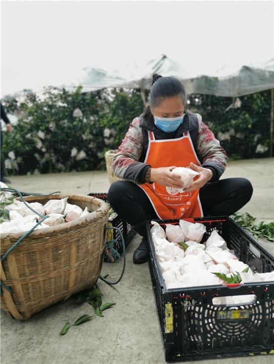 春見柑橘一年需要幾肥料和水分呢視頻_柑橘2毛5都賣不進(jìn)來而傾倒在國道盤在桂林