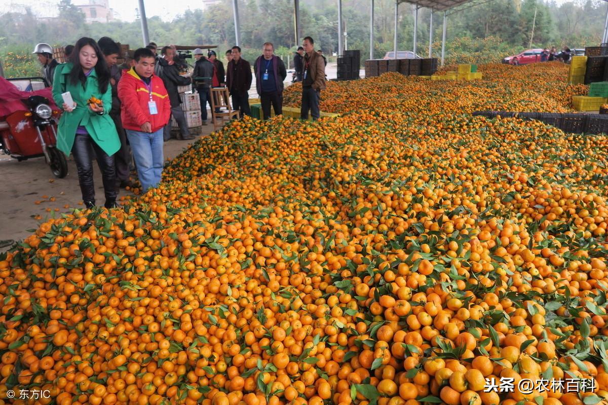 湖北哪里有新品種柑橘樹(shù)苗_我國(guó)哪里種植的柑橘更好吃